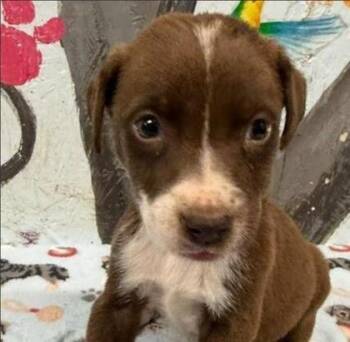 Gipper -  Mixed Breed Dog for Adoption in West Chester, Pennsylvania - Gipper | PetCurious