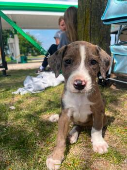 Atticus -  Catahoula Leopard Dog Dog for Adoption in Clinton, Wisconsin - Atticus | PetCurious