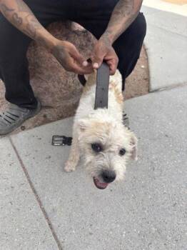 61128953 -  Terrier and Miniature Poodle Dog for Adoption in El Paso, Texas - 61128953 | PetCurious