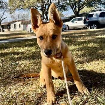 German Shepherd Dog Dogs Available for Adoption - Bud | PetCurious
