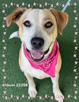 HAZEL -  Hound Dog for Adoption in Marietta, Georgia - HAZEL | PetCurious