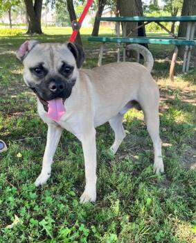 Marcos -  English Bulldog and Pug Dog for Adoption in Shorewood, Illinois - Marcos | PetCurious