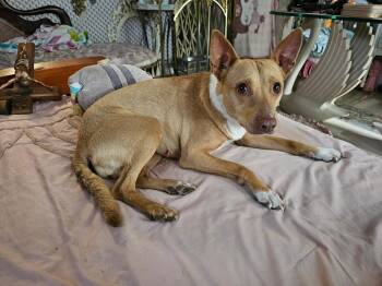 Daphne -  Chihuahua Dog for Adoption in Tacoma, Washington - Daphne | PetCurious