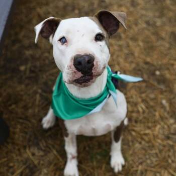 American Staffordshire Terrier Dogs Available for Adoption in San Antonio, Texas - CASTRO | PetCurious