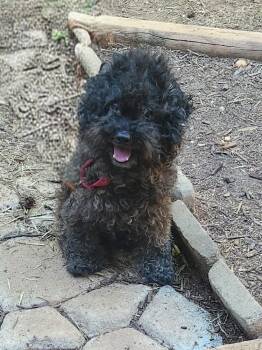 Miniature Poodle Dogs Available for Adoption in Troutman, North Carolina - DUDLEY PAWSRITE | PetCurious
