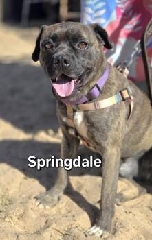 Springdale -  Terrier Dog Available for Adoption in Yucca Valley, California - Springdale | PetCurious