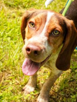Hambone -  Beagle Dog for Adoption in Ona, West Virginia - Hambone | PetCurious