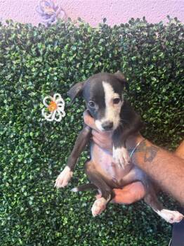 61653578 -  Mixed Breed Dog for Adoption in El Paso, Texas - 61653578 | PetCurious