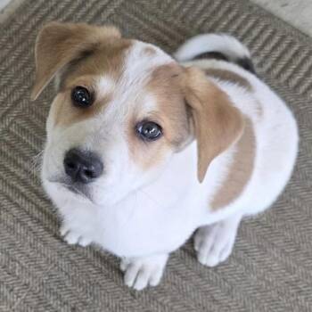 German Shepherd Dog Dogs Available for Adoption in Krum, Texas - Thunder | PetCurious