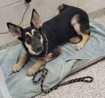 Milla -  German Shepherd Dog and Mixed Breed Dog for Adoption in Kansas City, Missouri - Milla | PetCurious