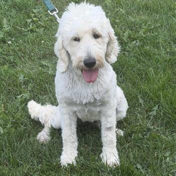 Teagan -  Golden Retriever and Poodle Dog for Adoption in Minneapolis, Minnesota - Teagan | PetCurious