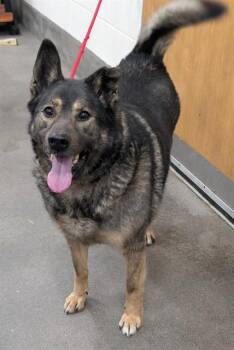 Norwegian Elkhound Dogs Available for Adoption - MAX | PetCurious
