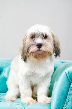 Harper -  Lhasa Apso Dog for Adoption in Hobart, Wisconsin - Harper | PetCurious