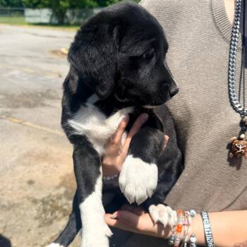 Cocoa -  Mixed Breed Dog for Adoption in Corinth, Mississippi - Cocoa | PetCurious