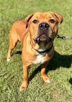 NAPOLEON -  American Staffordshire Terrier Dog for Adoption in York, South Carolina - NAPOLEON | PetCurious