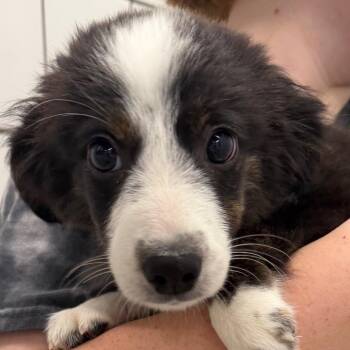 Lady -  Australian Shepherd and Dachshund Dog for Adoption in Zanesville, Ohio - Lady | PetCurious