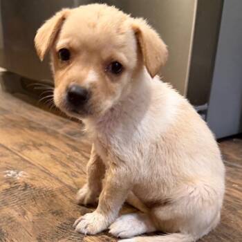 June -  Mixed Breed Dog for Adoption in Midland, Texas - June | PetCurious