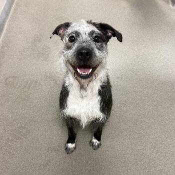 Eileen -  German Wirehaired Pointer Dog for Adoption in Kearney, Nebraska - Eileen | PetCurious