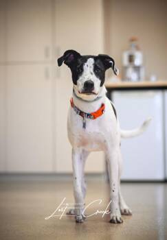 Domino `Treble` -  Pit Bull Terrier and Mixed Breed Dog for Adoption in Kalispell, Montana - Domino `Treble` | PetCurious