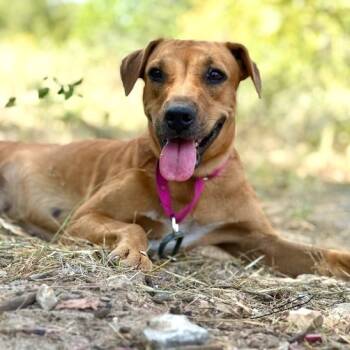 Rescue Mixed Breed Dogs for Adoption in Floresville, Texas - Katy | PetCurious