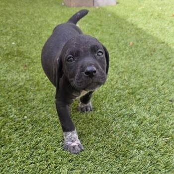 Rescue Mixed Breed Dogs for Adoption in Loxahatchee Groves, Florida - Potion 5716 | PetCurious