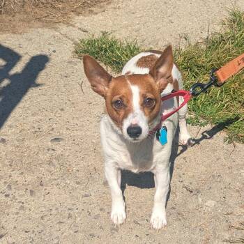 Chloe -  Jack Russell Terrier Dog for Adoption in Fenton, Michigan - Chloe | PetCurious