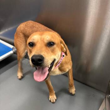 Mixed Breed Dogs Available for Adoption - Wynonna | PetCurious