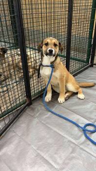 Labrador Retriever and Shepherd Dogs Available for Adoption in Calgary, Alberta - Rory | PetCurious