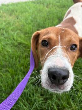 Tommy -  Beagle Dog for Adoption in Tremont, Illinois - Tommy | PetCurious