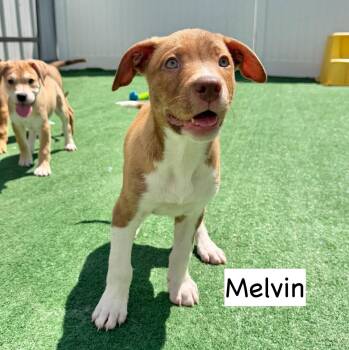 Melvin -  Pit Bull Terrier and Cattle Dog Dog for Adoption in Gilberts, Illinois - Melvin | PetCurious