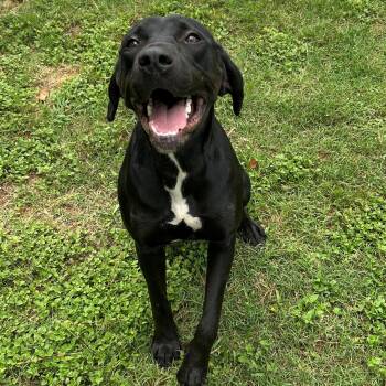 Rescue Labrador Retriever Dogs for Adoption - Rosa | PetCurious