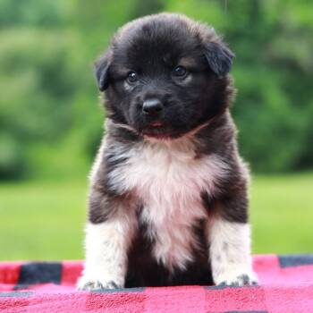 CT Hola avail Aug 15 (Stafford Farmers Mkt- Stafford, CT) -  Collie and Shepherd Dog for Adoption in Stormville, New York - CT Hola Avail Aug 15 (Stafford Farmers Mkt- Stafford, CT) | PetCurious