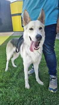 Rescue Husky and German Shepherd Dog Dogs for Adoption in West Richland, Washington - Smoke | PetCurious