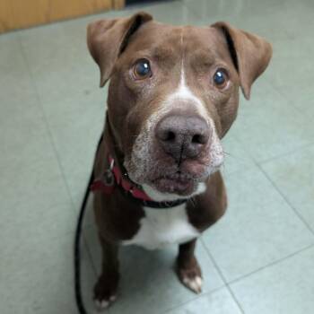 Tamale -  Pit Bull Terrier and Mixed Breed Dog for Adoption in Detroit, Michigan - Tamale | PetCurious