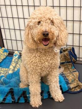 Poodle and Labrador Retriever Dogs Available for Adoption - Daisy | PetCurious