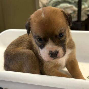 APHRODITE -  German Shepherd Dog Dog for Adoption in Riverside, California - APHRODITE | PetCurious