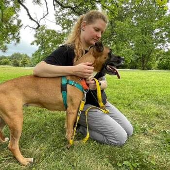 Charity -  Boxer and Mixed Breed Dog for Adoption in Baltimore, Maryland - Charity | PetCurious