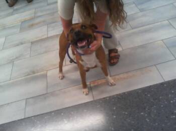 Mixed Breed Dogs Available for Adoption in Charlotte, North Carolina - MARLIN | PetCurious