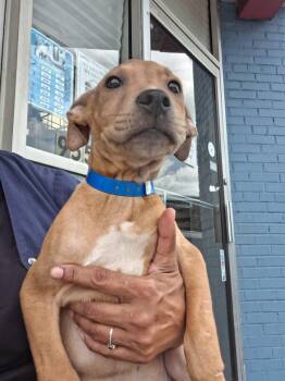 Butterscotch -  Mixed Breed Dog for Adoption in Parma, Ohio - Butterscotch | PetCurious