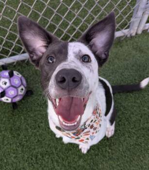 Tessie -  Australian Cattle Dog Blue Heeler and Mixed Breed Dog for Adoption in Cedar Rapids, Iowa - Tessie | PetCurious