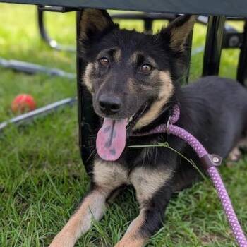 LADY GLITTER SPARKLES -  Mixed Breed Dog for Adoption in Cranston, Rhode Island - LADY GLITTER SPARKLES | PetCurious