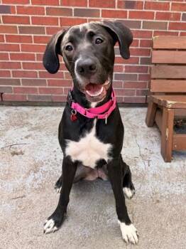ANGEL -  Great Dane and Labrador Retriever Dog for Adoption in Boston, Massachusetts - ANGEL | PetCurious
