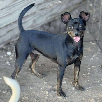 Rescue Terrier Dogs for Adoption in Anahuac, Texas - Mochi - PW219 | PetCurious