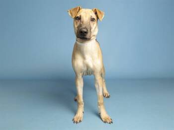 BLITZ -  Shar Pei and Mixed Breed Dog for Adoption in Phoenix, Arizona - BLITZ | PetCurious