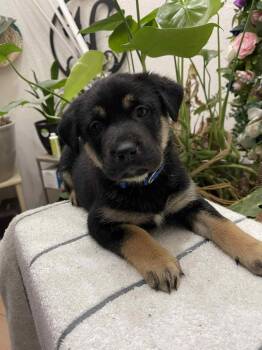 Rescue Mixed Breed Dogs for Adoption in Crocker, Missouri - Alfred | PetCurious