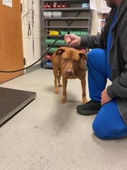 Redbone Coonhound and Mixed Breed Dogs Available for Adoption - Stella | PetCurious