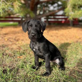 Laszlo--In Foster -  Mixed Breed Dog for Adoption in Fargo, North Dakota - Laszlo--In Foster | PetCurious