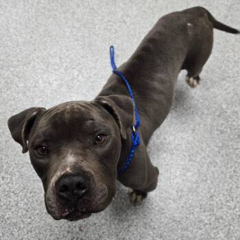 American Staffordshire Terrier Dogs Available for Adoption - Prince | PetCurious
