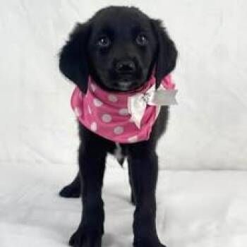 Alfie the female Labradoodle puppy -  Labradoodle Dog Available for Adoption in Muskego, Wisconsin - Alfie The Female Labradoodle Puppy | PetCurious