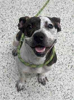 Sassy Fras -  Hound and Mixed Breed Dog for Adoption in Atlanta, Georgia - Sassy Fras | PetCurious